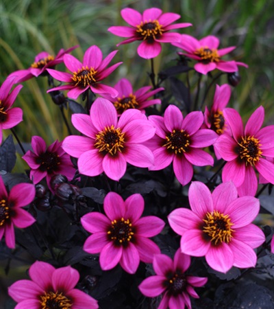 Dahlia Happy Days® Purple
